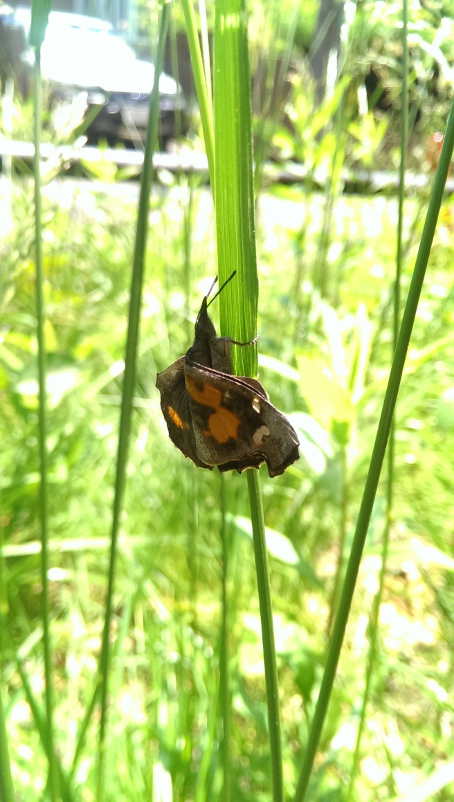 Libythea celtis_nettle tree butterfly