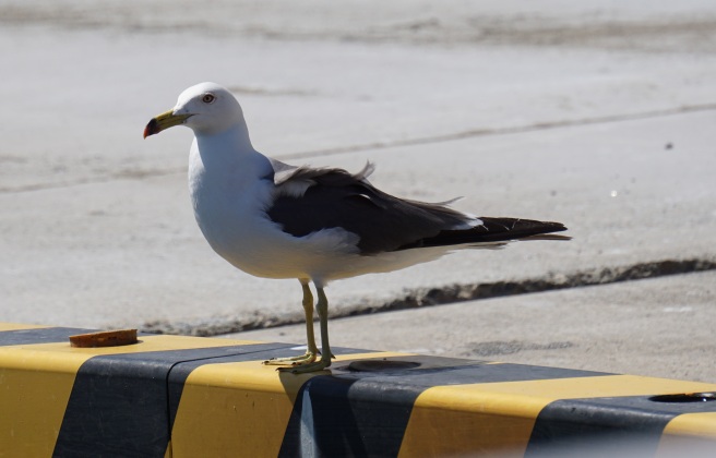 black-tailed gull