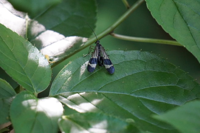 common japanese scorpionfly.JPG
