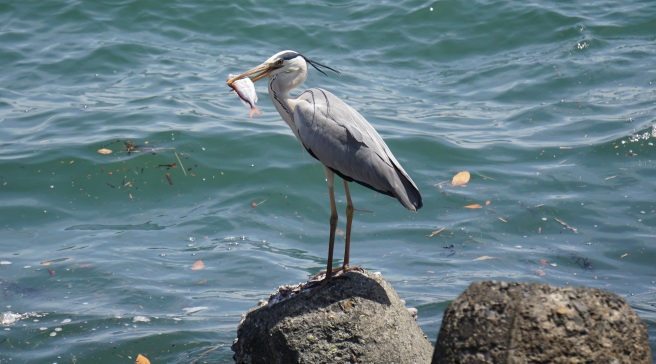 grey heron with a red sea bream.JPG